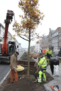 Aanplanten platanen Keizersplein Aalst Persregio Dender