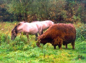 Konikpaarden in den Osbroeck Aalst Persregio Dender