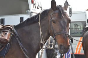 Politie patroueerd te paard in Aalst Persregio Dender