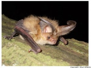 Nacht van de vleermuis Persregio Dender