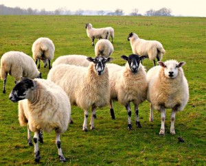 Schapen ritueel slachten Persregio Dender