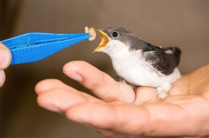 Zwaluw jongeren opvoeden Persregio Dender