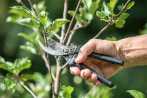 Snoeien van bomen en planten Persregio Dender