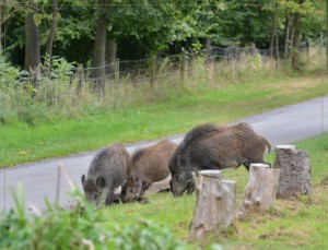 everzwijnen-gespot-in-denderstreek-persregio-dender