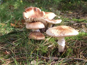 paddestoelen-in-natuurgebied-persregio-dender