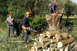 Houtzoekers knotwilgen snoeien Persregio Dender