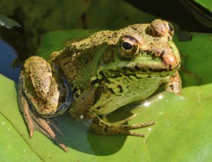 Paddenoversteek in Denderstreek Persregio Dender