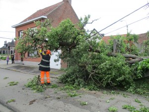 Boom op hoogspanningskabel in Denderhoutem Persregio Dender