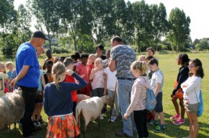 Schapen te grazen in park Persregio Dender